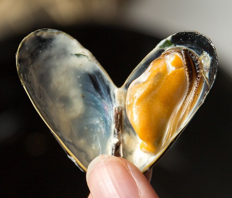 Moules_Bouchot.jpg