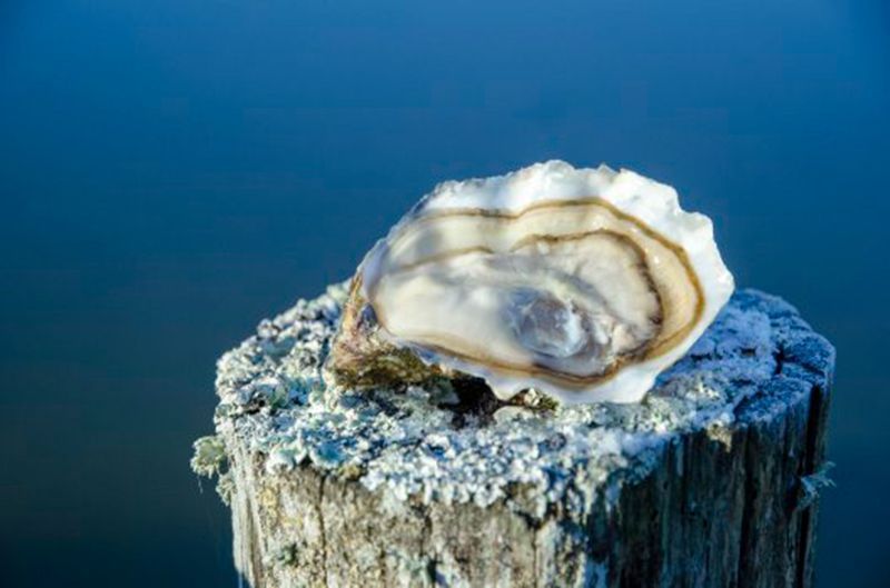 ostra_excellence_02.jpg